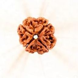 Natural 4 Mukhi Nepali Rudraksh Bead, Natural Brown, Spiritual Meditation-image-63