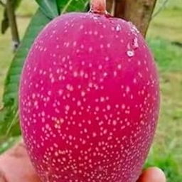 Miyazaki Mango Tree Plant Hybrid Grafted Japanese Red Miyazaki Mango Fruit Plant (Red Colour) World Most Expensive Sweet Taiyo No Tamago/Eggs Of Sun Mango Fruit Tree Home Or Rooftop Garden Star Plant-image-79