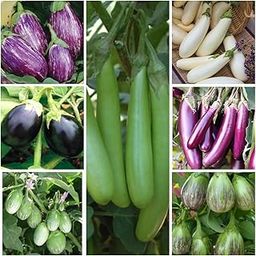 Seed Basket Brinjal Seeds Pack of 7 Varieties | 400+ Hybrid & Non-GMO Seeds | 90%+ Germination | Ideal for Home Gardening, Terrace Farming, and Vegetable Planting-1