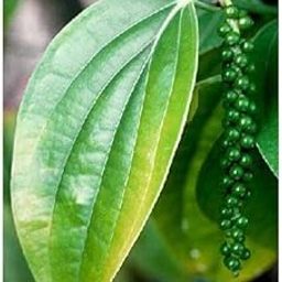 VibeX Black Pepper (Piper nigrum) Seeds -300 Seeds-image-23