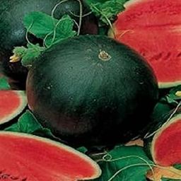 Golden Hills Farm Hybrid Water Melon Seed, Giant Sugar Baby Watermelon Fruit 100+ seeds-image-23