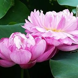 Aquatic plant Pink Double Bowl Lotus Nelumbo nucifera 15 Seeds Pack For Planting-image-16