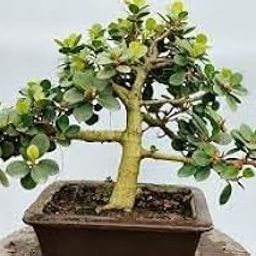 Chinese banyan tree bonsai live plant,Chaina bot (Pack of 1)-image-76