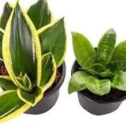 Combo Of Sanservieria-Snake Green And Golden Live Plant,Home & Garden,Air Purifying,Indoor &Outdoor Decoration (PACK OF 2)-image-55