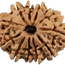 MAA SHAKTI GEMS Superb Brown Eleven Face Rudraksha Nepali Beads Original ग्‍यारह मुखी रुद्राक्ष IGL Lab Certified Genuine Gyarah Mukhi Rudraksha For Make Pendant For Men Women-2