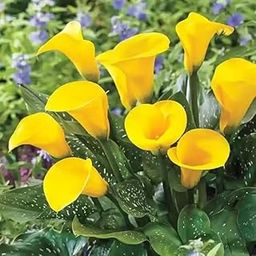 Yellow Peace Lily Live Indoor Plant with Flower Pot For Home Office and Living Room (Without Pot Pack Of 1)-image-60