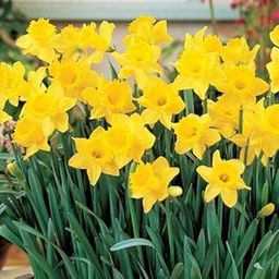 FernsFly® IMP. Narcissus | Daffodil Aromatic Flower Bulbs Winter Flower Home Pot/Land Gardening Bulbs Blooming planting (Pack of 1 Classic Trumpet Narcissus | Daffodil)-image-21