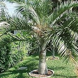 Mphmi Nurseryplant Pseudophoenix vinifera: P. lediniana - Plant-picture-16