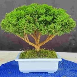 Air purifier plants indoor oxygen combo,Indoor oxygen combo plants for air purifier,Kamini plant (Pack of 1)-image-24