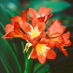 Clivia Miniata Flower Bulbs For Home Gardening – Pack Of 5 By Udanta Seeds-image-44