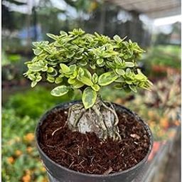 Premna Verigated Bonsai Tree, Indoor Live Plant Pack of 1-image-77