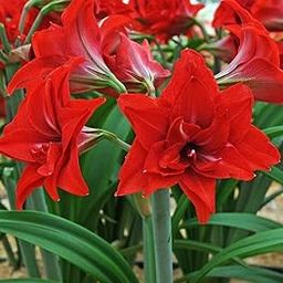 Seeds DL Amaryllis Lily Imported Big Size Bulbs Multi-Pack (5 Bulbs)-picture-19