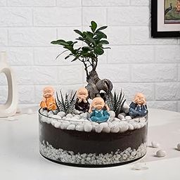 Air Purify Haworthia & Bonsai Live Terrarium Plants In Glass Pot For Living Room, Bedroom, Home/Office Decor, Birthday Gift, Anniversary Gift Christmas & New Year Gift (Same Day Delivery)-image-69