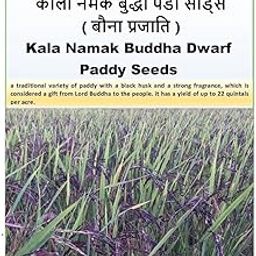 Black Paddy Seeds improved kala namak seeds for Farming, 5 kg Pack-image-64