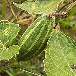 Pointed gourd plant root live || root for pointed gourd live plant pack of 6-image-77
