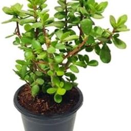 Jade Plant in Pot, Live Indoor Money Tree Succulent, Good Luck Plant for Home and Office-image-44