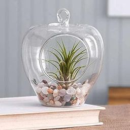 Plantslive Elegant Air Plant in Apple Shape Glass Vase Tillandsia-image-94