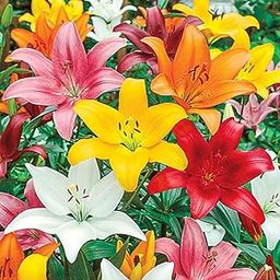 LIVE GREEN Flower Bulbs |Spider Lily Flower Bulbs For Home Gardening (2 Bulbs Pack), multicolor (LG-SMFD-FL627)-image-40
