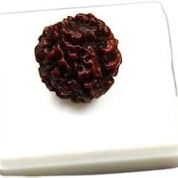 GEMS STONE Genuine Ek Mukhi Gol Dana Rudraksha For Make Pendant Original गोल दाना रुद्राक्ष Lord Shiva Blessed Superb 1 Mukhi Gol Dana Rudraksha Nepali Beads For Men Women.-image-51