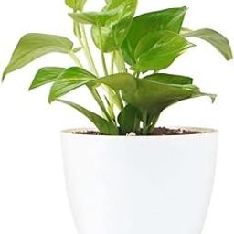 Money plant live for home decoration,Indoor plants for living room big,Air purifier plants indoor oxygen (Pack of 1 Live plant With pot)-image-39