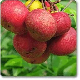 Plants Kokum, Ratamba (Grown through seeds) - Plant-picture-24