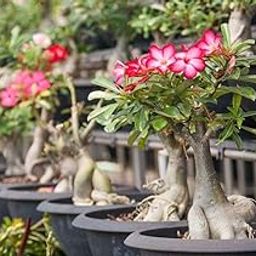 Arabian Adenium Bonsai Flowers Live Plant (Pack of 1)_F12-image-47