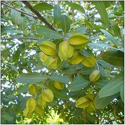 OhhSome Neermaruthu (Terminalia Arjuna) Tree Thella Maddi Hole Matthi Maruthu Nirmatti Nirmarutu Poomarudhu Marutha Maram Kumbuk Living Plant Polybag (Healthy Live Plant)-image-34