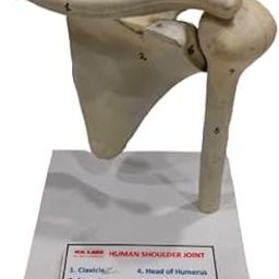 Human Shoulder Joint Model Brand OM Labs-picture-19