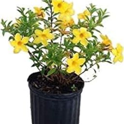 Garden Art Allamanda Cathertica Live Plant Yellow Flower For Outdoor Natural Healthy Plants Evergreen Plant With Grower's Pot-image-5