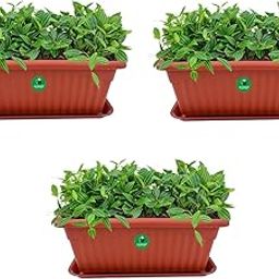 ALTRUIST Rectangle Royal Planter Pots with Tray No-1(Small) Terracotta Color (Pack of 3)-image-15