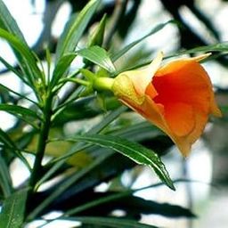PlantaZee Live Orange Kaner Flower Plant with Pot - Decorative Outdoor Flower Plant-image-39