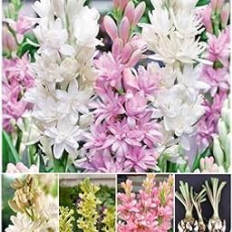 Tube rose rajanigandha flower plant seeds different colour fragrance tuberose/tuberose double petal all season hybrid bulbs Pack of 7-image-94