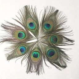 VILLAGE KRAFT Real Natural Peacock Feather Original Tails Décor for Wedding/Parties/Christmas/Good Luck/puja/Worship/Ornament/Art & Craft/Home Decorations-Multicolor,4 Inches,Pack of 10 (X-Small)-image-94