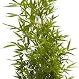 ABEFARIYA Live Plant Bonsai Rare White Bamboo Dendrocalamus Minor Garden Indoor |1 Healthy Live Plant with Grow bag -(height 30-35 c.m.) for home gardening (Quantity 1) Indoor & Outdoor Plant-image-70