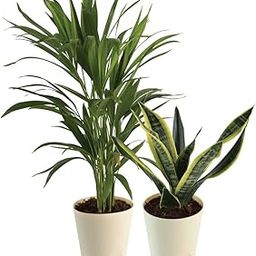 UGAOO Combo of 2 Indoor Live Plants Air Purifying Bundle - Areca Palm, Sansevieria Futura Superba-image-69