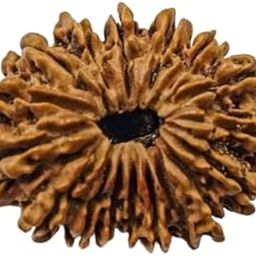 17 Mukhi Rudraksha Original Certified Nepali Seventeen Mukhii Rudrakshaa Satrah Mukhas Rudraksh 17 Face Rudraks Original Nepal 17 मुखी रुद्राक्ष 17 Mukhe Nepali Rudtash By RudraGallery-picture-6