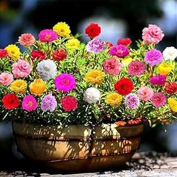 Multicolur Petal Portulaca Grandiflora Tablerose Mossrose 9 O' Clock Nobgia live cutting plants Time full, Mixed Colorful Flowers, for Home Garden, Container Gardening, Indoor/Outdoor 10 Pcs.-image-25