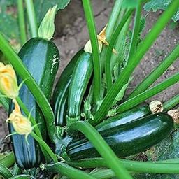 Exotix Green Long Zucchini Squash Cucurbita Vegetable Seeds Pack Of 10 | Organic | for Planting in Home Kitchen Terrace Balcony Gardening-image-37
