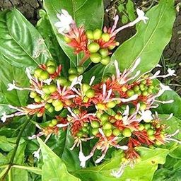 Sarpagandha Plant for Home Garden Rauvolfia Serpentina Live Plant (Pack Of 1) _F14-image-49