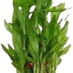 Bamboo Plant,Indorr Plant-image-57