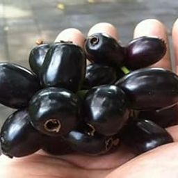 Original Thai Grafted BLACK JAMUN GRAFTED THAI VARIETY HYBRID LIVE PLANTS| FRESH & HEALTHY LIVE PLANTS(HIGH YIELDING) Height 1 FT-image-14