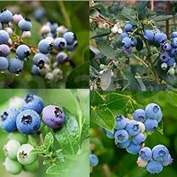 Roasarian® Exotic Blueberry Tropical Plant High-Yield, Sweet & Juicy Berries Perfect for Berry Lovers Home Gardening Pack of 1 Plant Height 2 Feet Approx-image-9