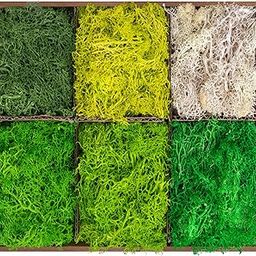 6 Colors Preserved Moss-16.9 OZ Natural Reindeer Moss-Moss for Crafts, Potted Plants Floral Arrangements Home Artistic Garden Decoration-image-56