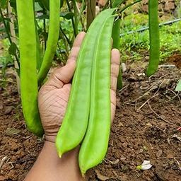 Sword bean/Mousim seeds (10 per packet)-image-33