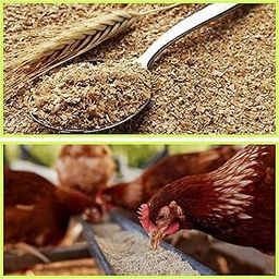 RAJA Groups of Healthy Feeds Godhumai Thavidu/Wheat Rough bran Animal Feed Goats, Cows and Chickens - (Pack of 1kg)-image-34