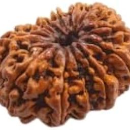 12 Mukhi| Face Rudraksha Original Certified Nepali Twelve Face 12 मुखी रुद्राक्ष ओरिजनल Barah Mukhi Rudraksha बारह मुखी रुद्राक्ष Brown Twelve Mukhi Rudraksha Pendent For Jap-picture-1