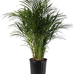 Rameshvar Enterprises | Areca Palm Bonsai Suitable for Indoor/Outdoor Gardening Live Plant-image-86