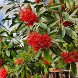 First Love Plant (Xanthostemon chrysanthus) First Love Fragrant Flower Plant for Home/Terrace/Balcony Garden Healthy live Plant (pack of 1) A_15-image-65