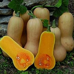 Indica Squash WALTHUM Butternut/Bell Shape 10+ Seeds Each x 2 Packets by Super Agri Green-image-44