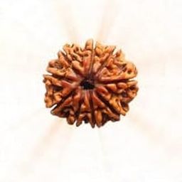 Natural 9 Mukhi Nepali Rudraksh, Natural Sacred Bead, Spiritual Meditation-picture-3